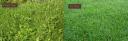 home improvement and The good a bad of lawns