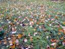 More leaves on grass