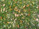 Leaves on grass