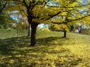 Fall Tree