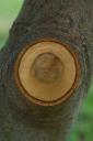 Pruned Tree