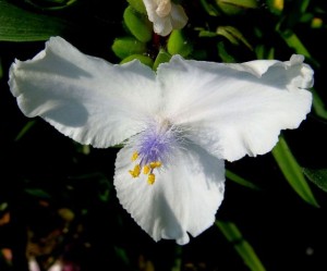 Trinity Flower thanks to http://www.flickr.com/photos/87453322@N00/2573327226
