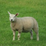 Green mower? Green mower?