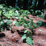 Creeping Poison Ivy