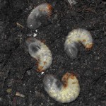 grubs