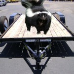 Skunky Trailer