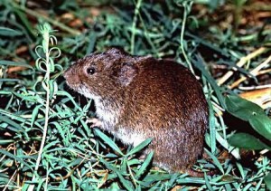 Voles Voles and building a freestanding deck