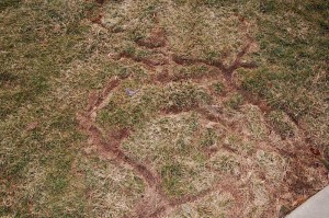 lawn vole trouble and voles in lawn