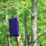Emerald Ash Borer Trap