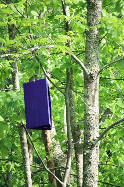 Emerald Ash Borer Trap Emerald Ash Borer Trap and Thatch