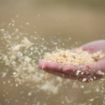 sawdust