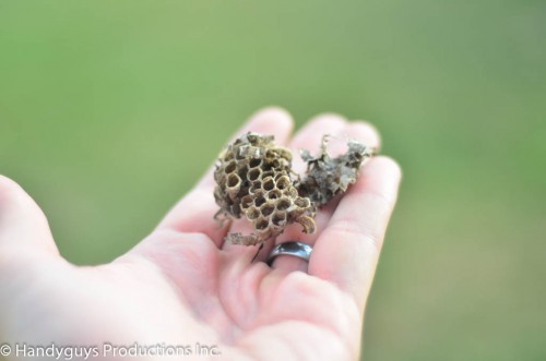 wasps-10 wasp nests and removing wasp nests