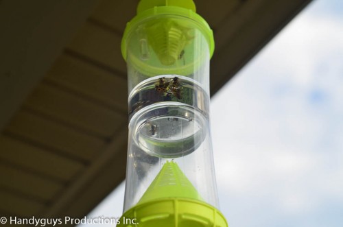 wasps-2 parasitic wasp nest