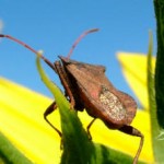 Stink Bugs