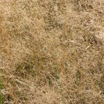 Dormant Grass