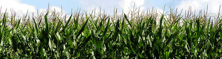 E15 Ethanol Mandate